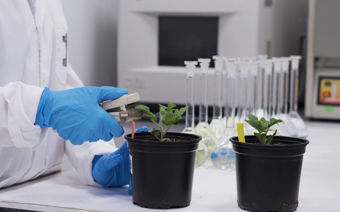 PLANT-BASED BIOSTIMULANTS: A REVOLUTIONARY APPROACH TO DROUGHT MANAGEMENT